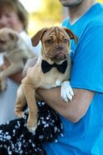 Valley Humane Society's 12th Annual Tails at Twilight Gala